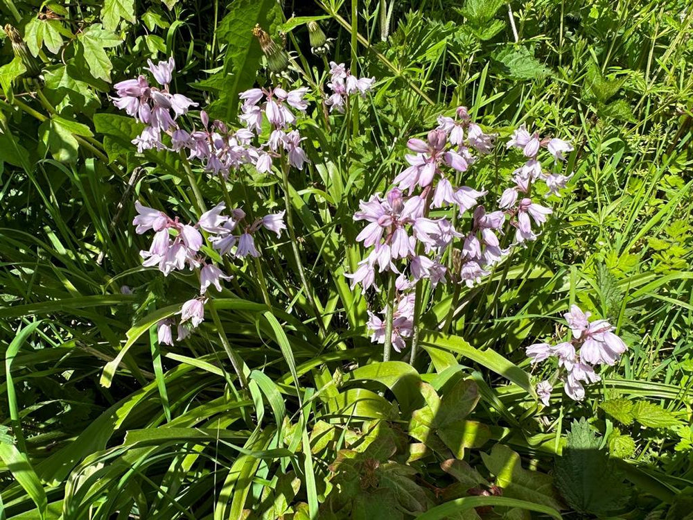 Hyacinthoides hisp. Rose Queen 8/10