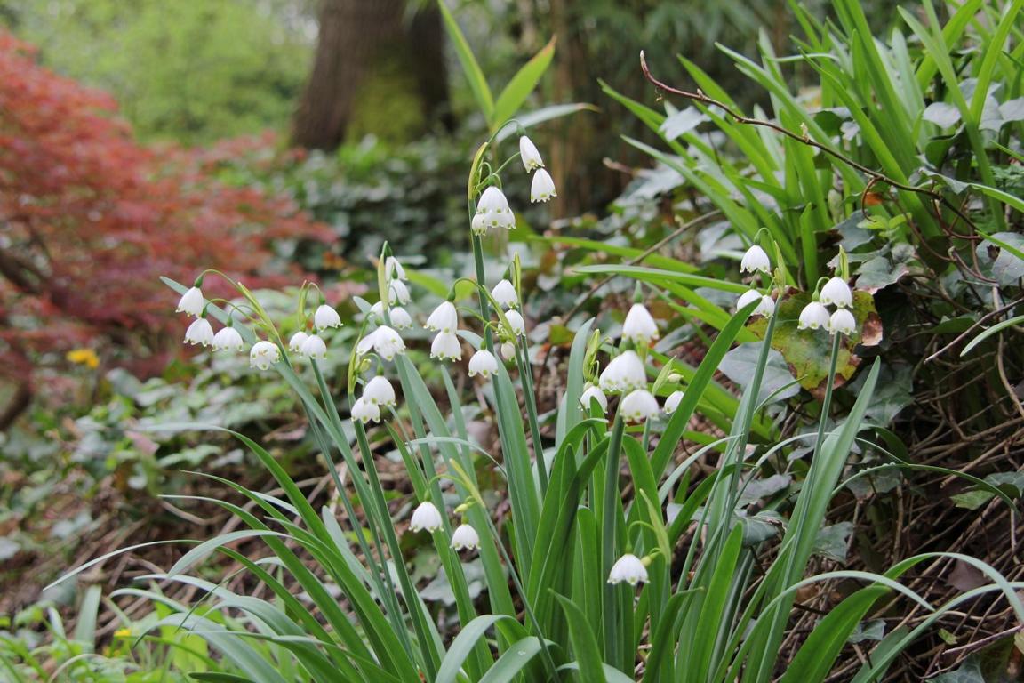 Leucojum aestivum 'Gravetye Giant'