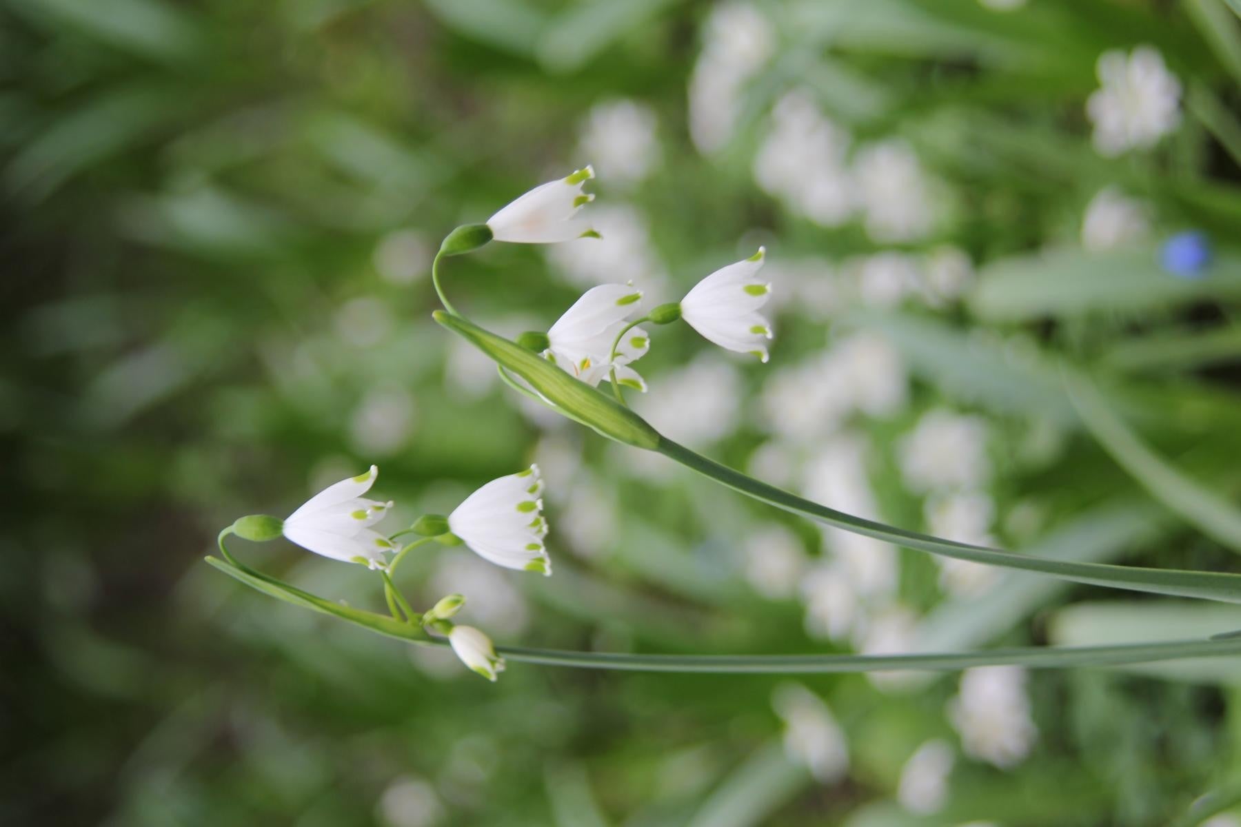 Leucojum aestivum Gravetye Giant 12/+