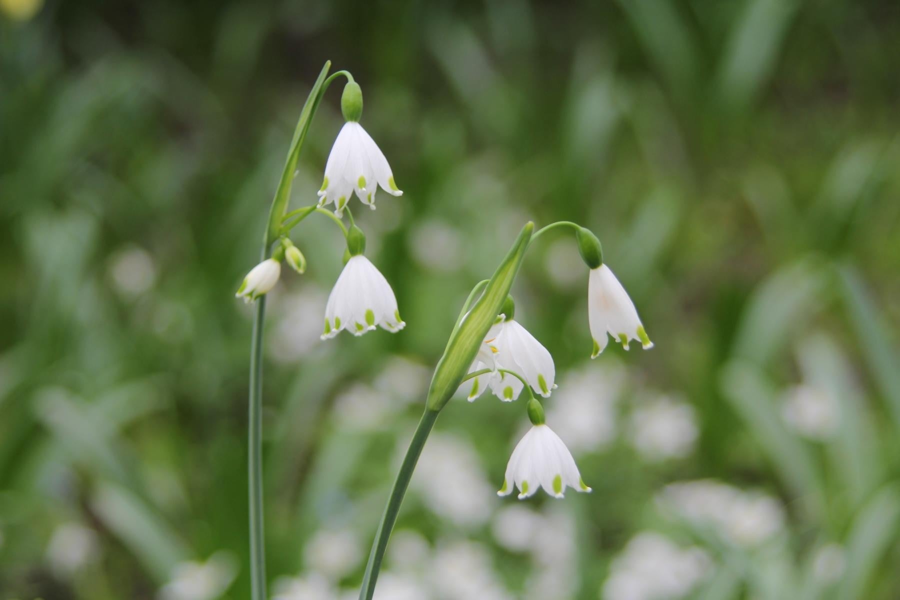 Leucojum aestivum Gravetye Giant 12/+