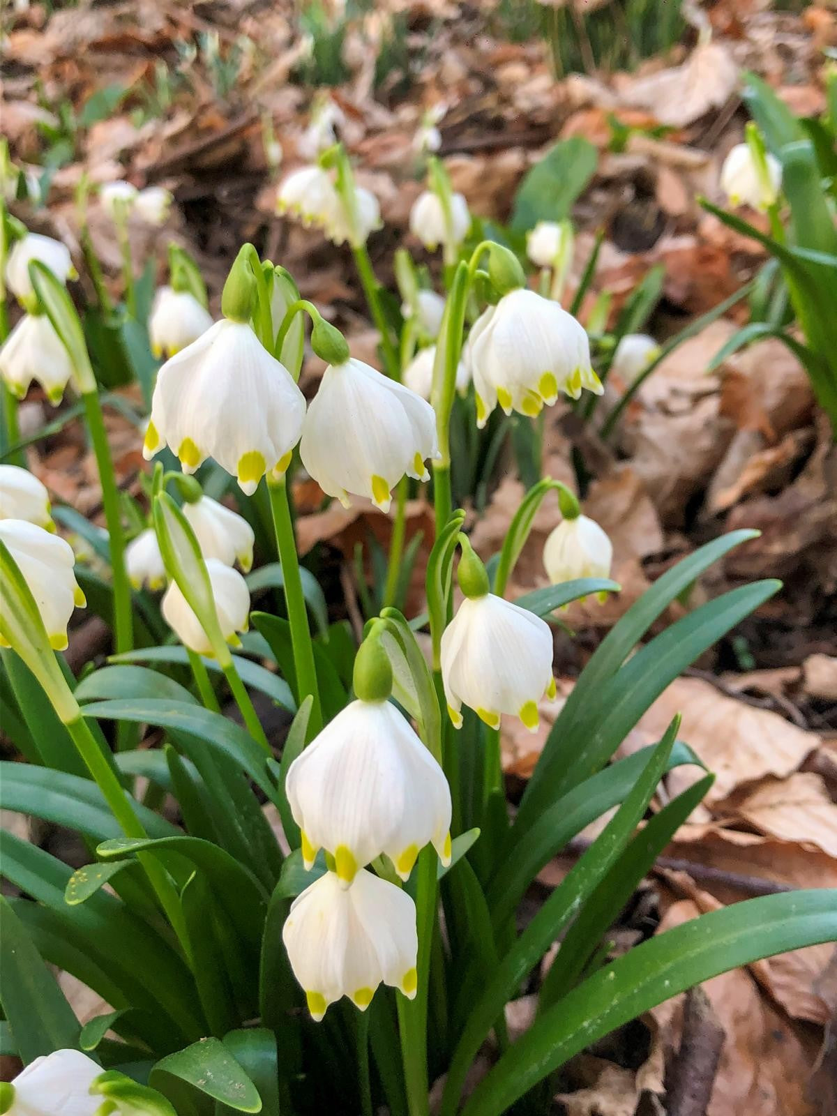 Leucojum vernum 6/+