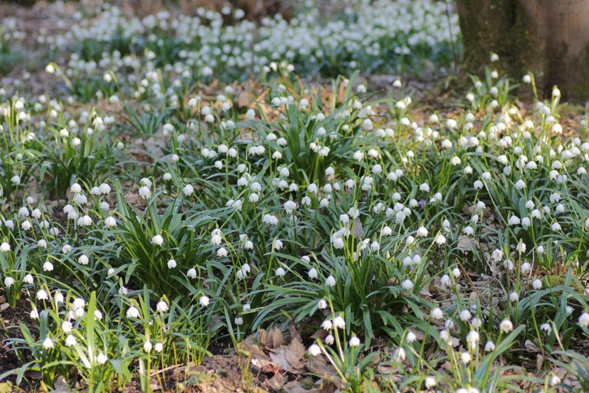 Leucojum vernum