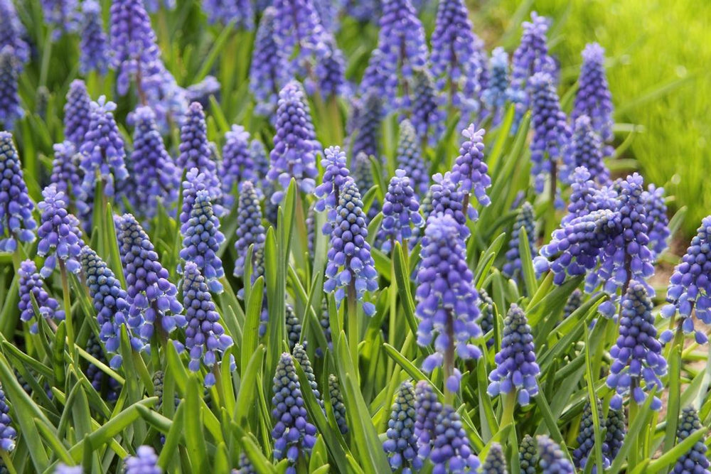 Muscari armeniacum 8/9