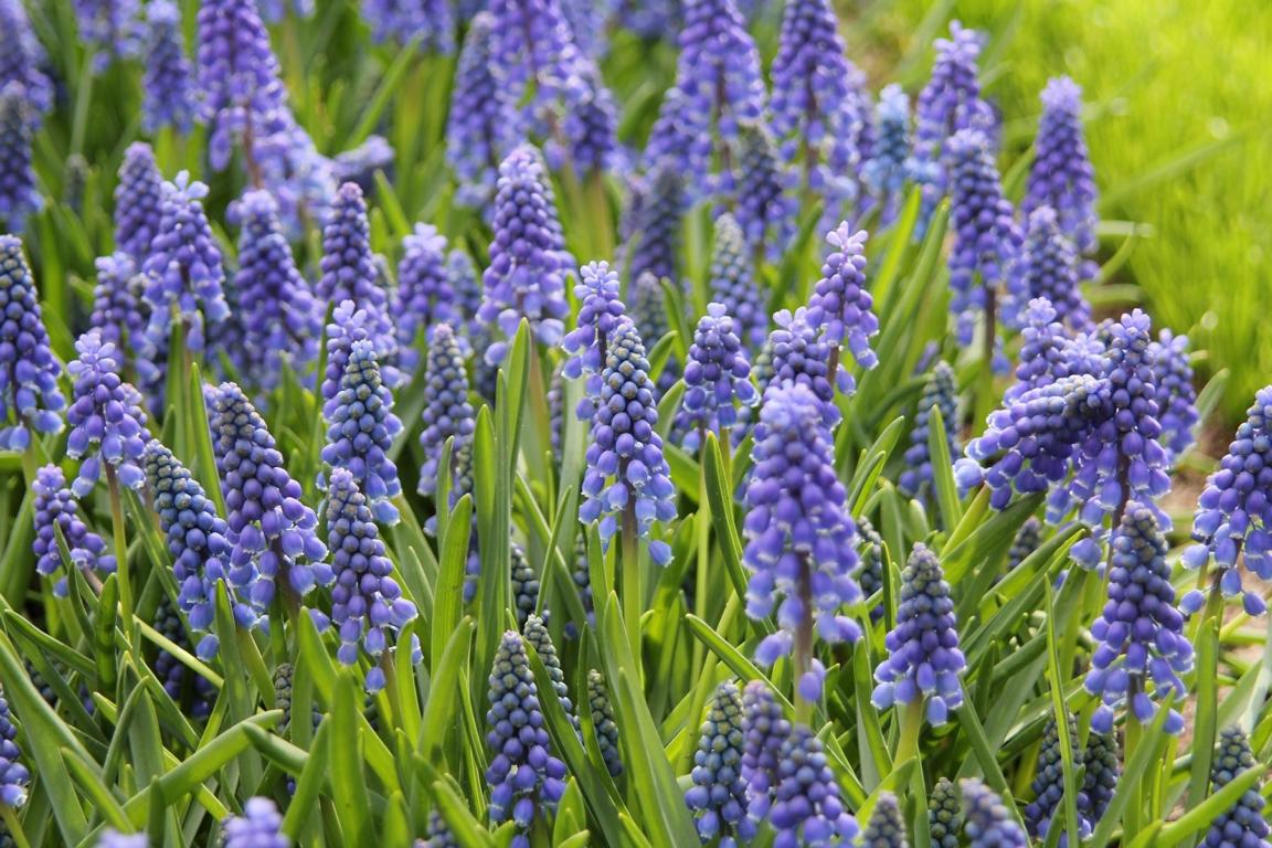 Muscari armeniacum 8/9
