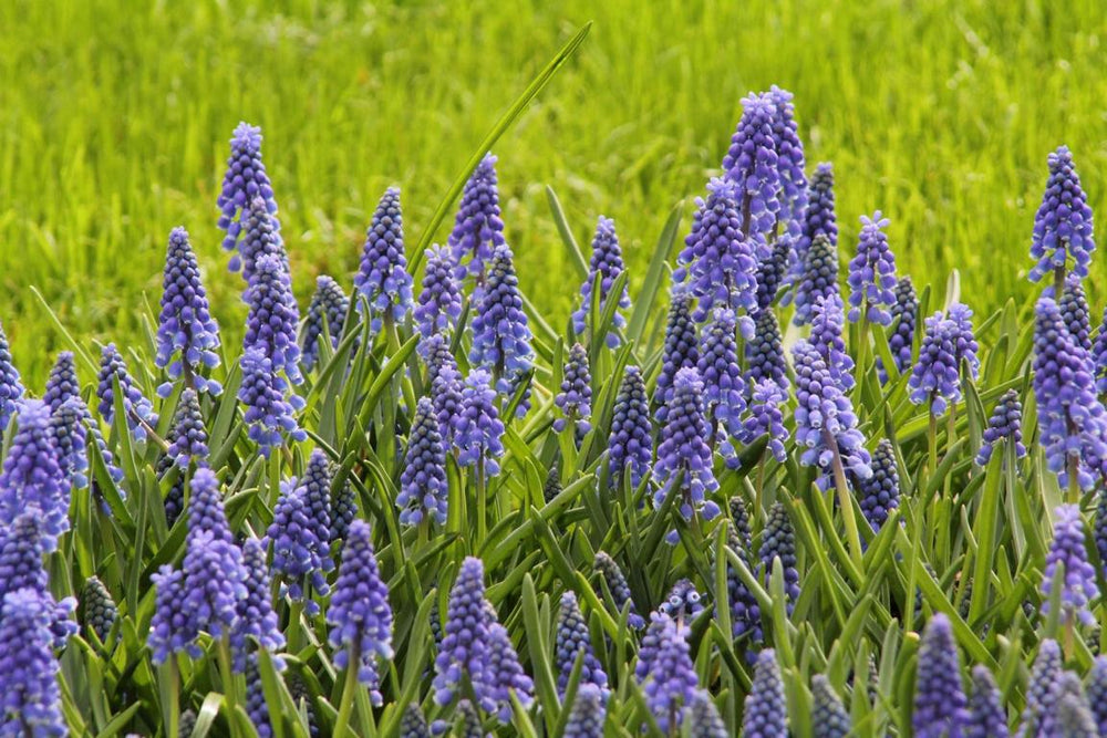 Muscari armeniacum 8/9