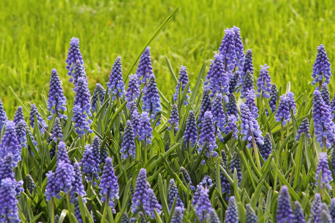 Muscari armeniacum 8/9