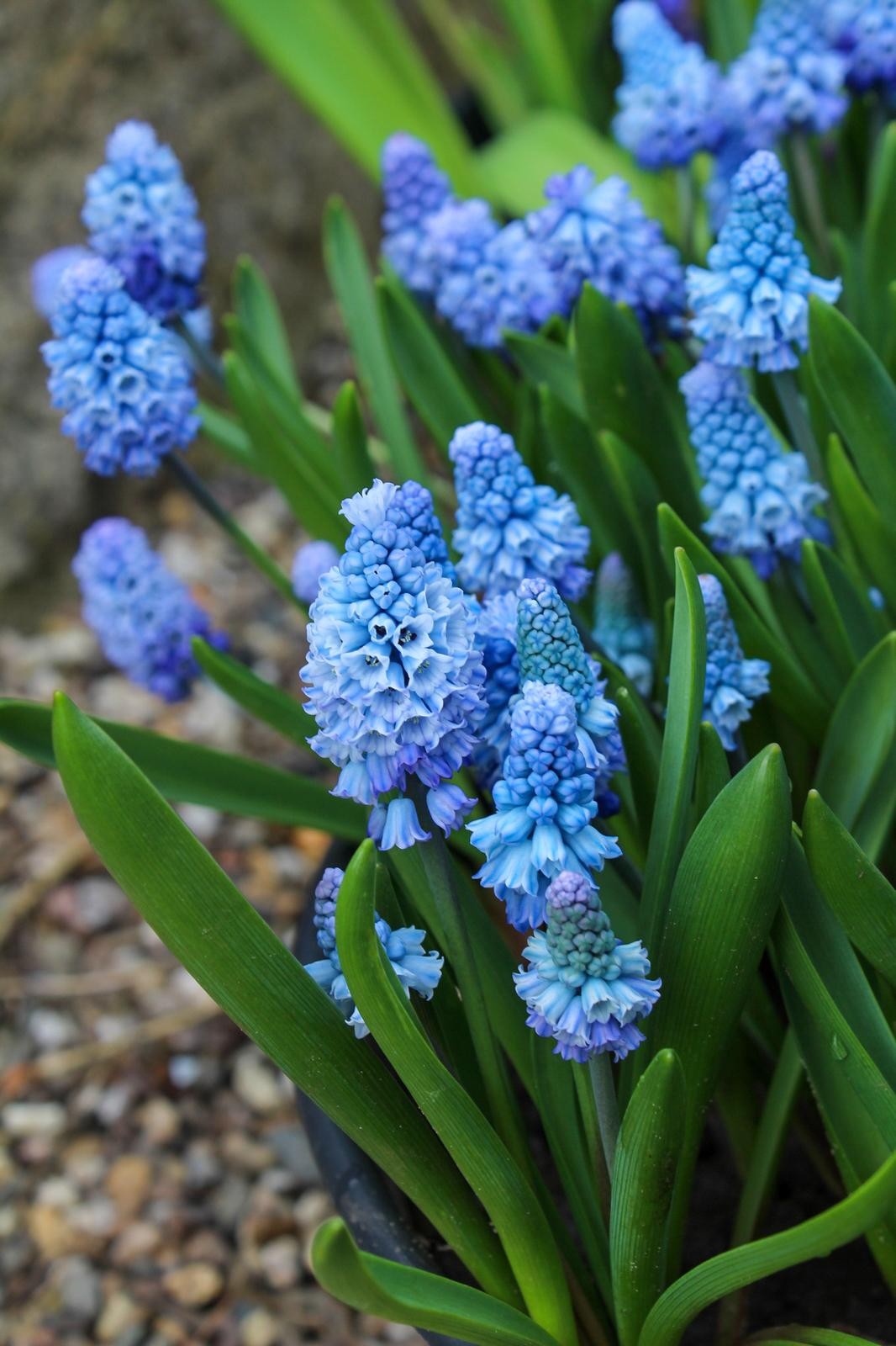 Muscari azureum 5/6