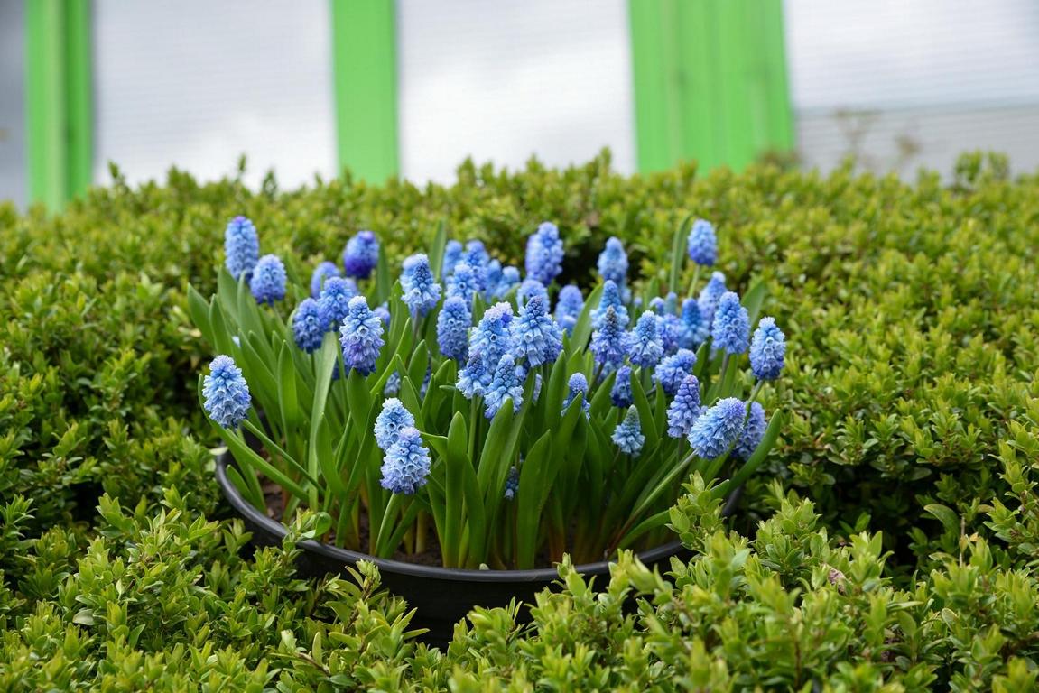 Muscari azureum