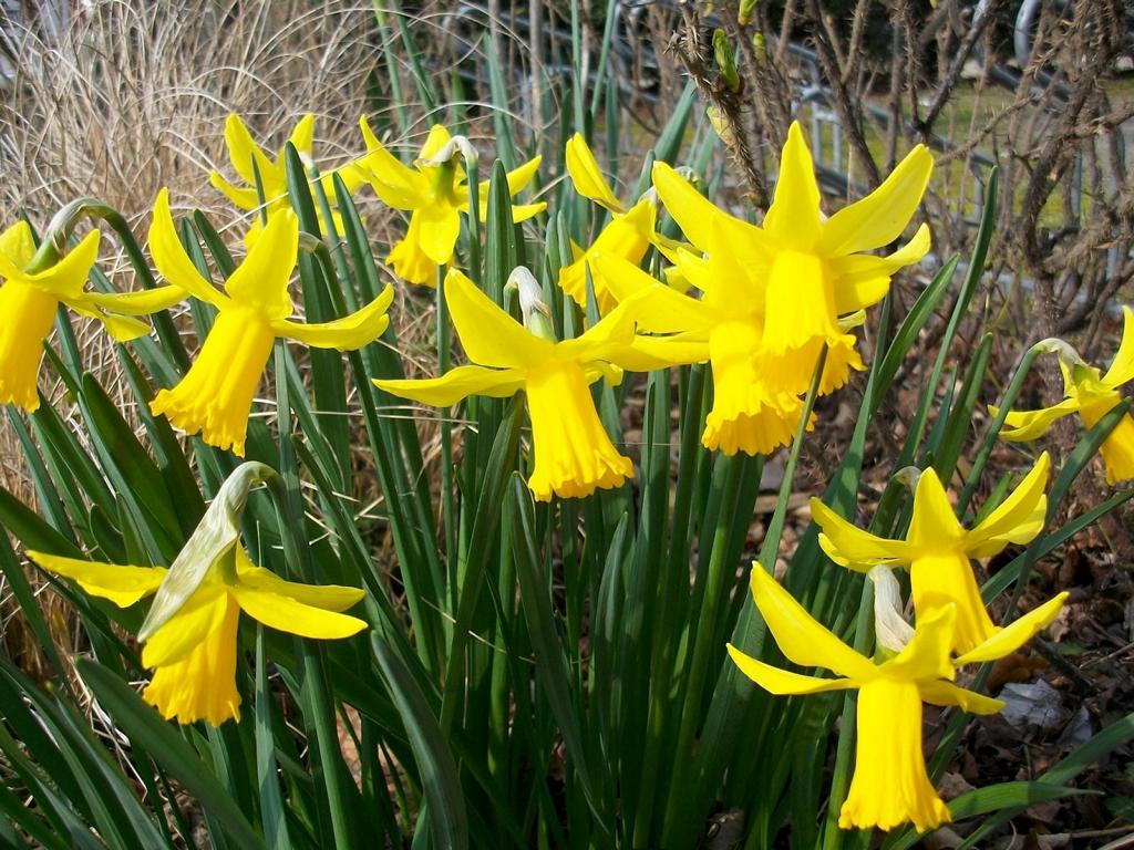 Narcissus 'February Gold'