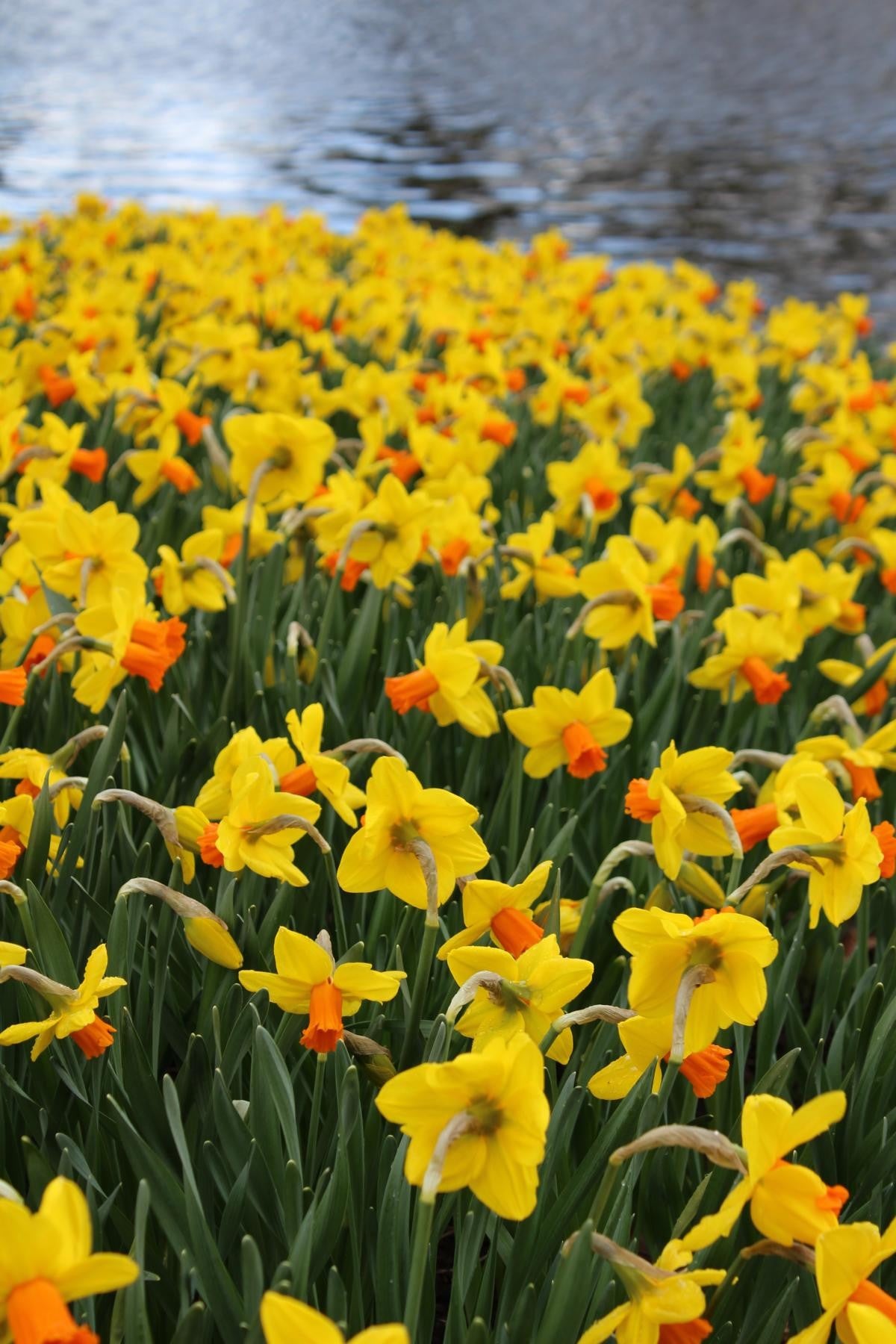 Narcissus cycl. Jetfire 12/14