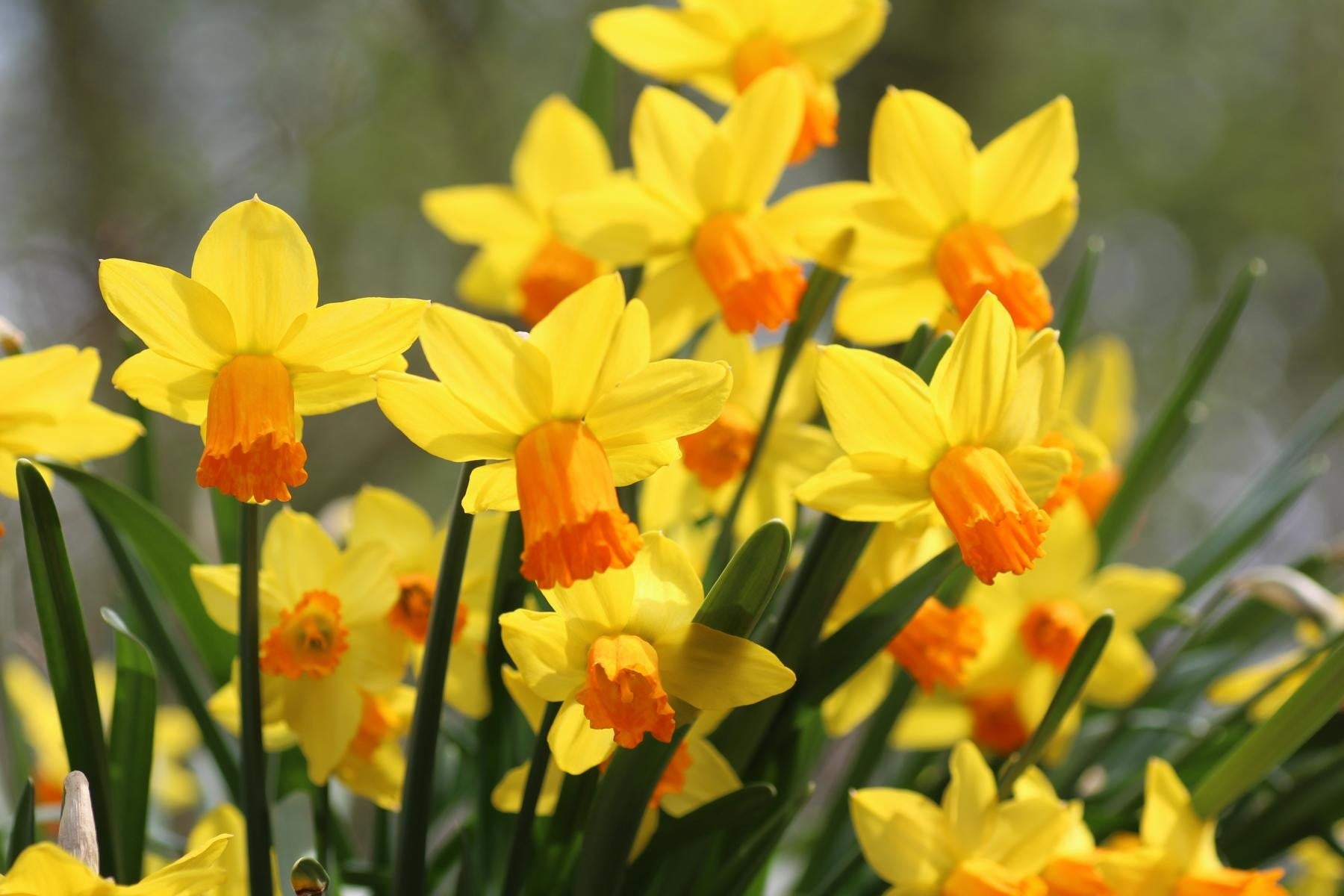 Narcissus cycl. Jetfire 12/14