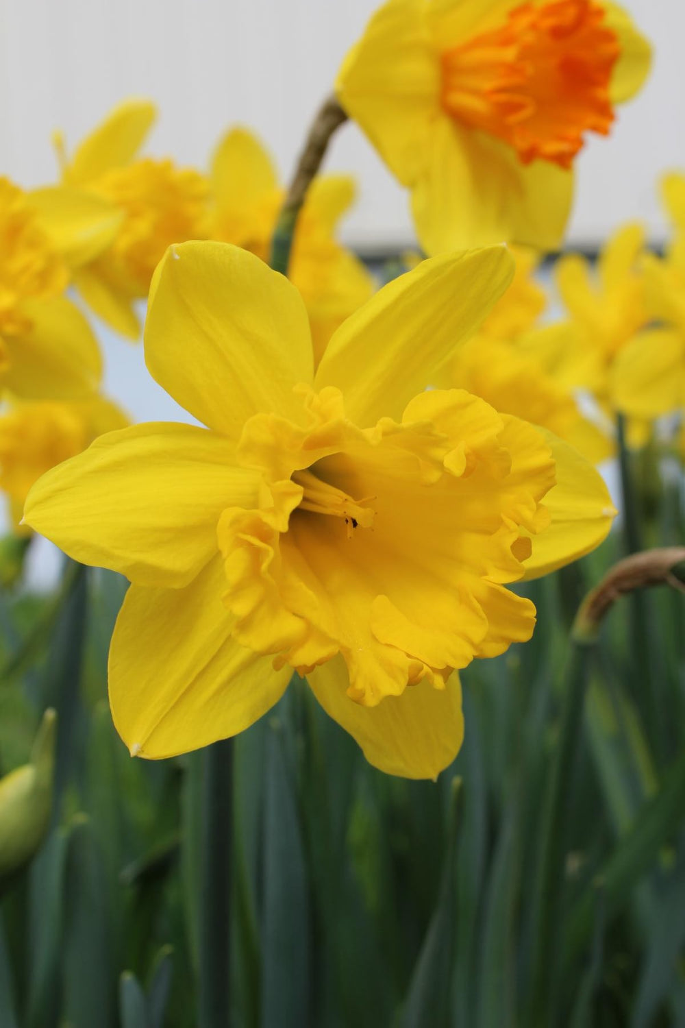 Narcissus Dutch Master 14/16