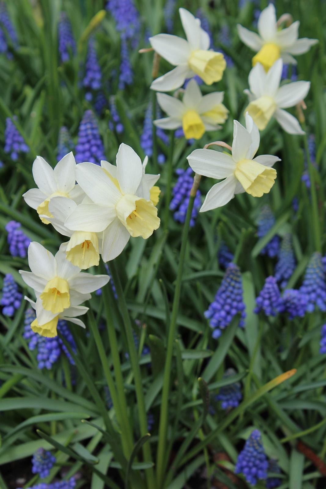 Narcissus jonquilla Sailboat 10/12