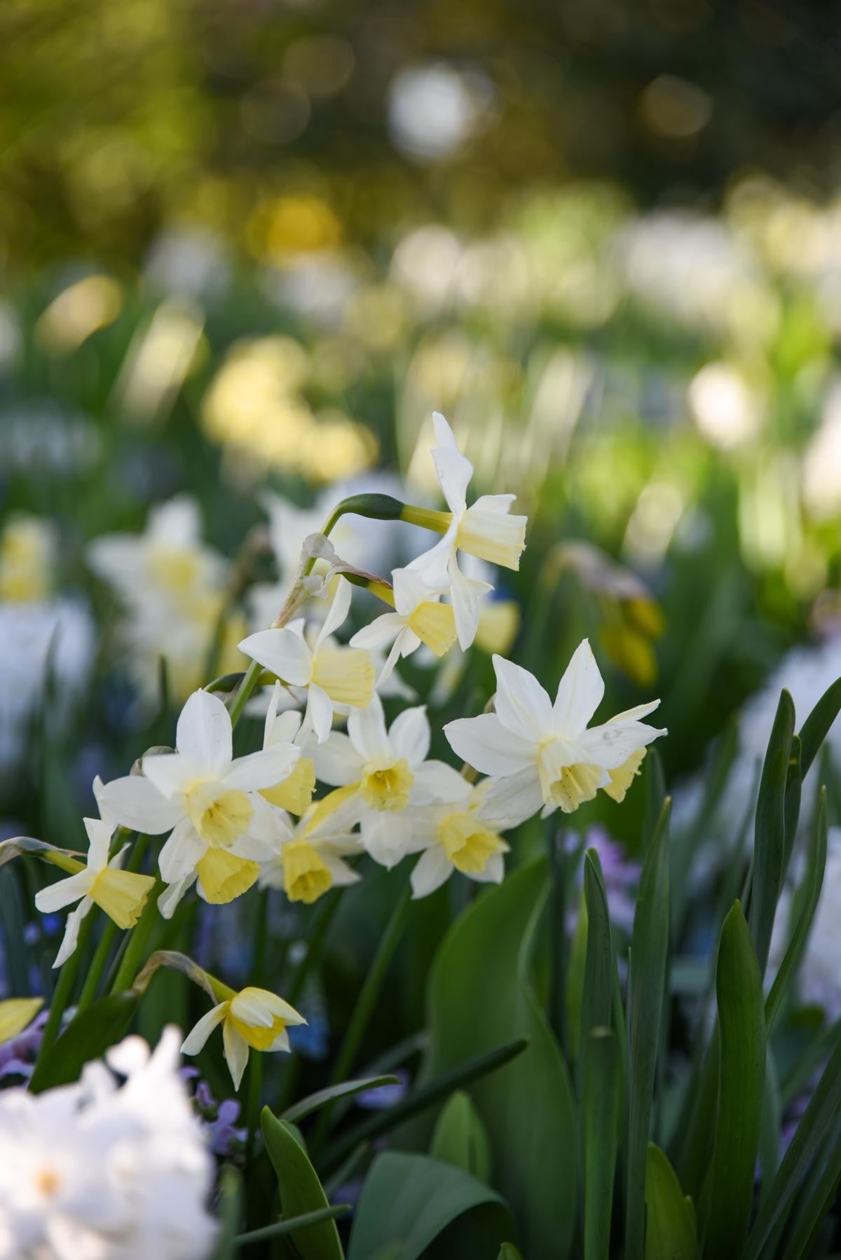 Narcissus jonquilla Sailboat 10/12