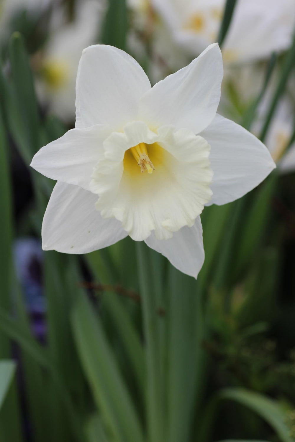 Narcissus Mount Hood 16/18