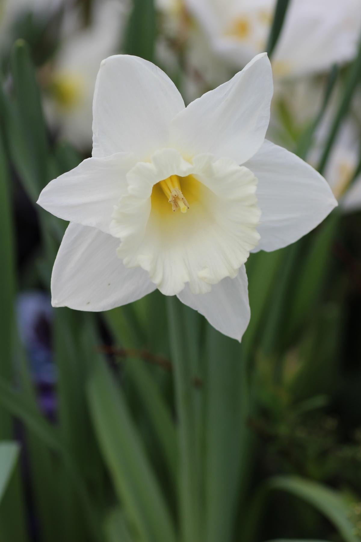 Narcissus Mount Hood 16/18