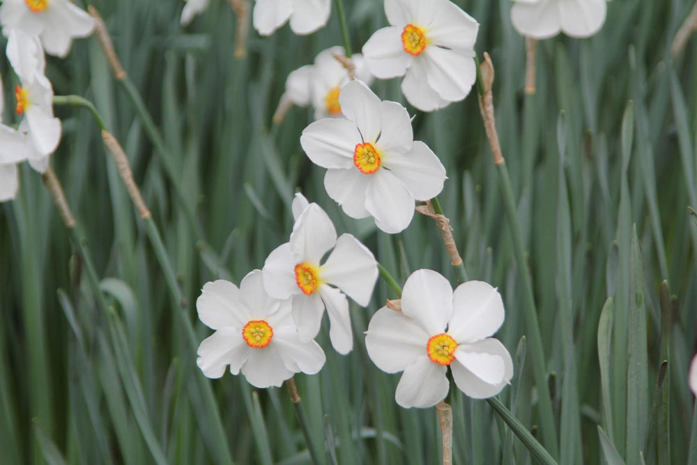 Narcissus poeticus Actaea 14/16