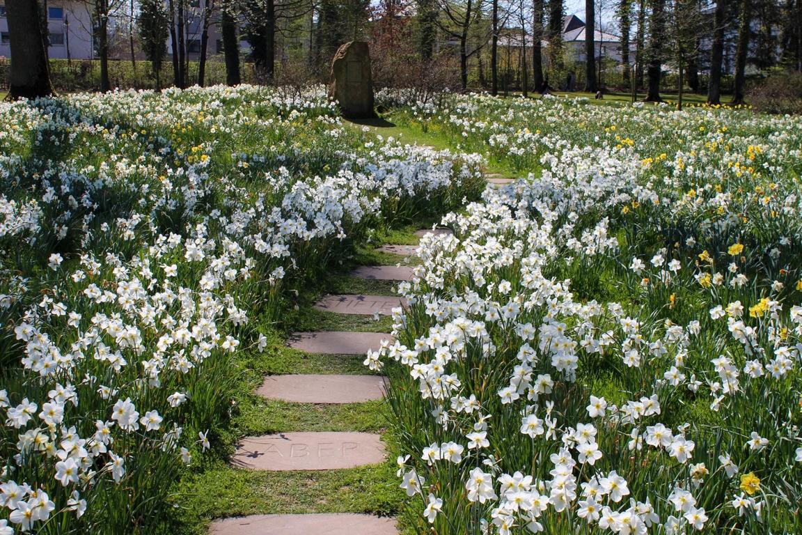 Narcissus poeticus Actaea 14/16