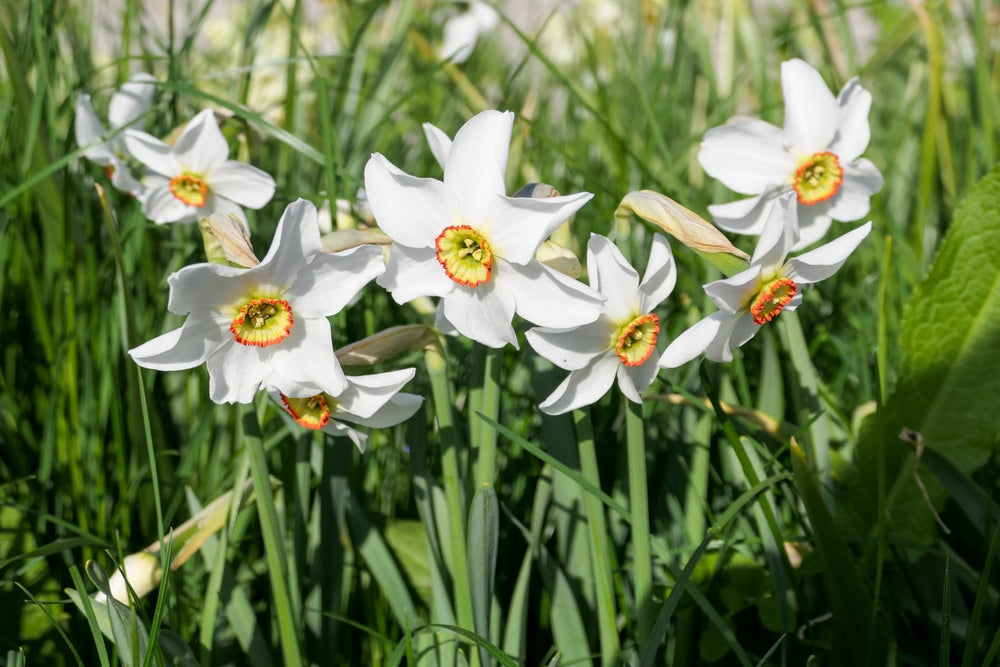 Narcissus poeticus var. recurvus 14/16