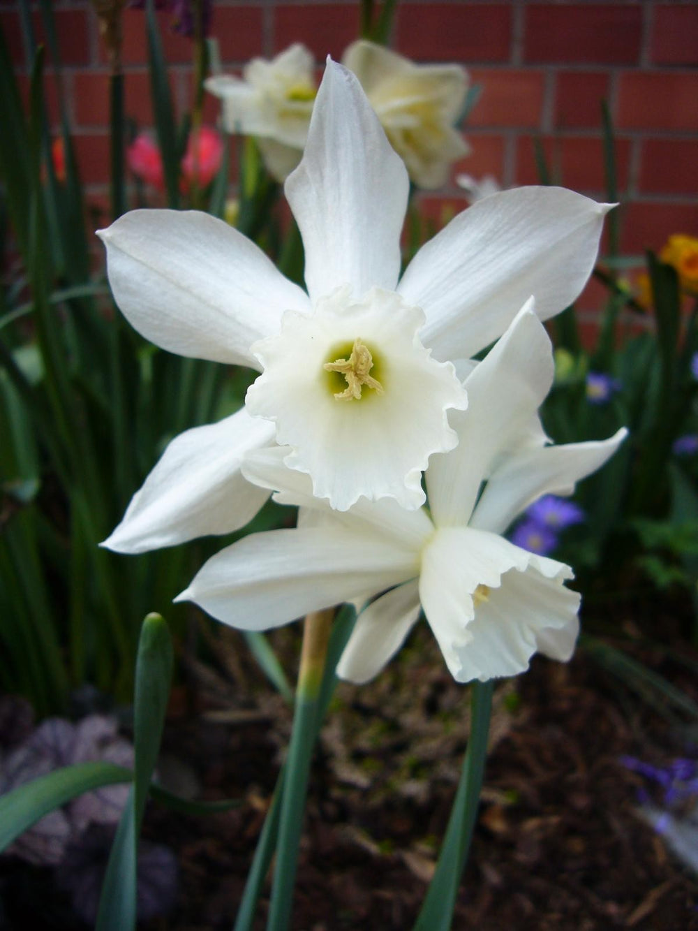 Narcissus triandrus Thalia 12/14