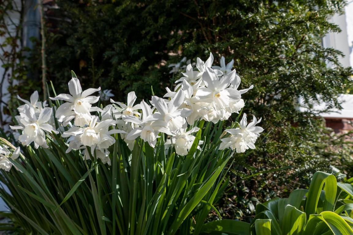 Narcissus triandrus 'Thalia'