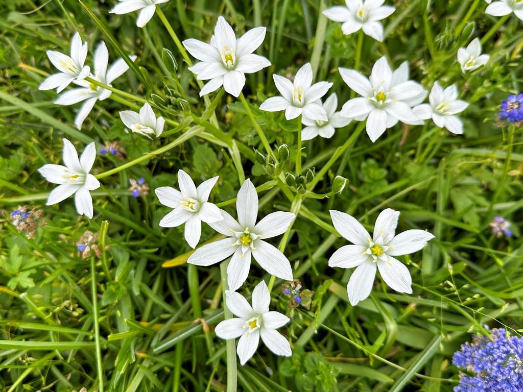 Ornithogalum umbellatum 5/+