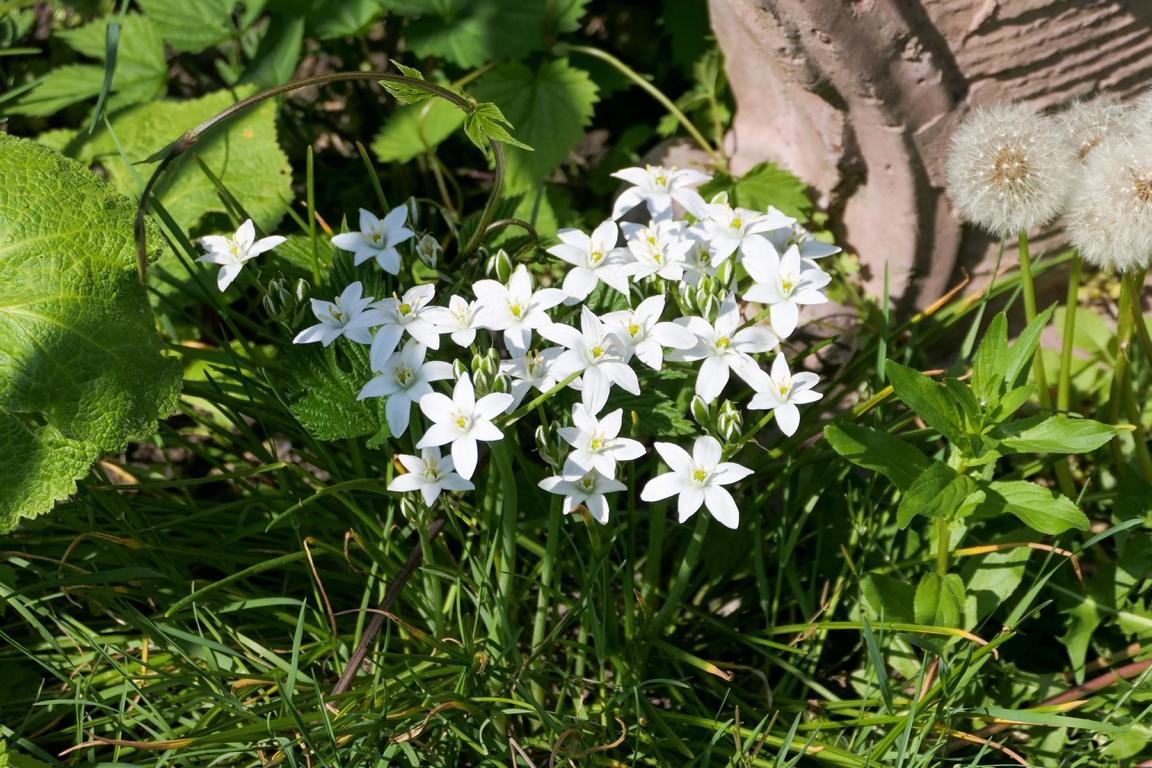 Ornithogalum umbellatum 5/+