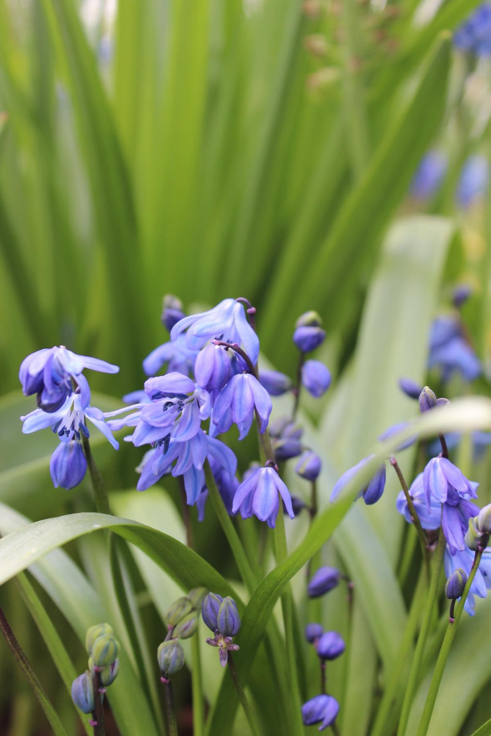 Scilla bifolia 5/+