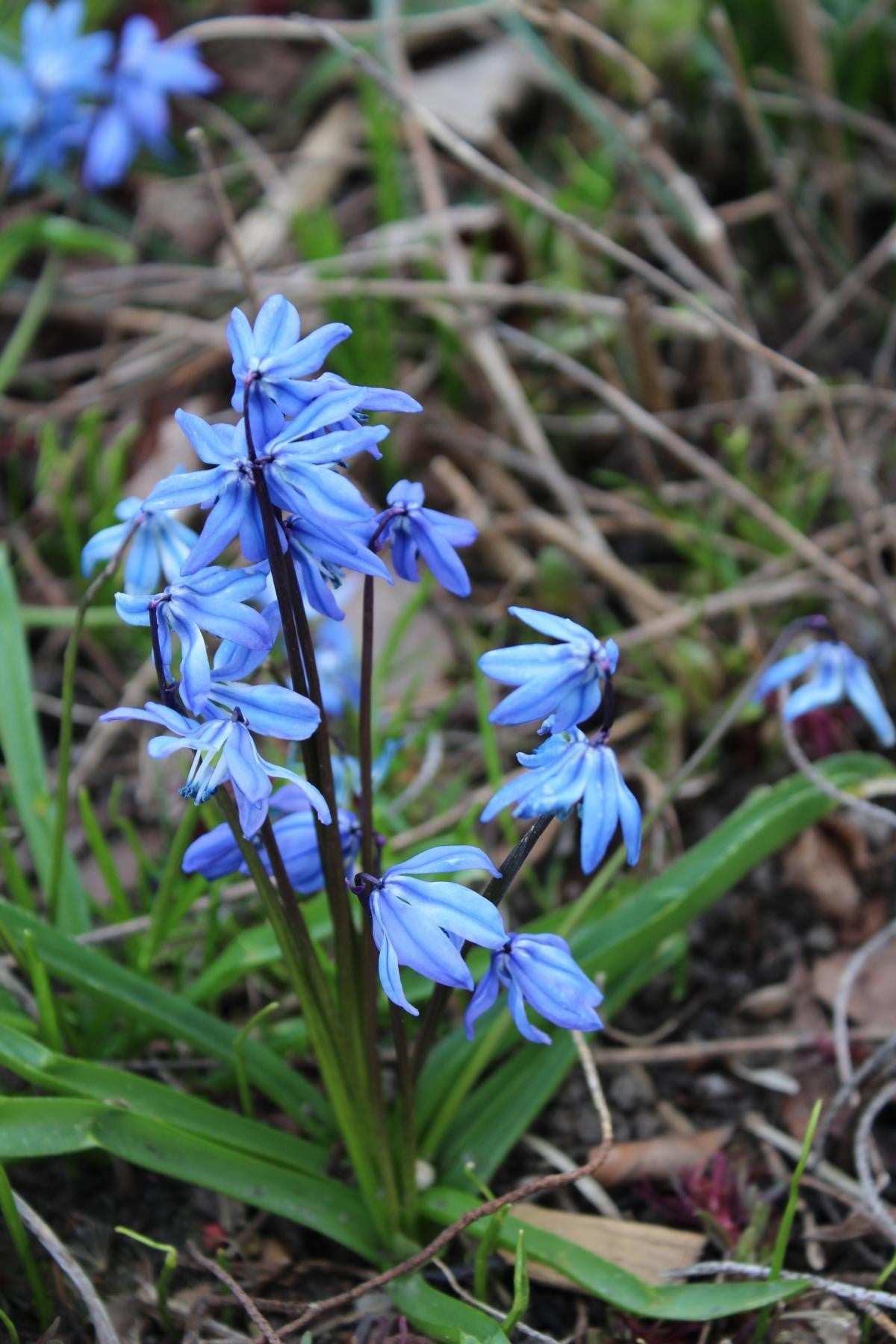 Scilla siberica 7/8