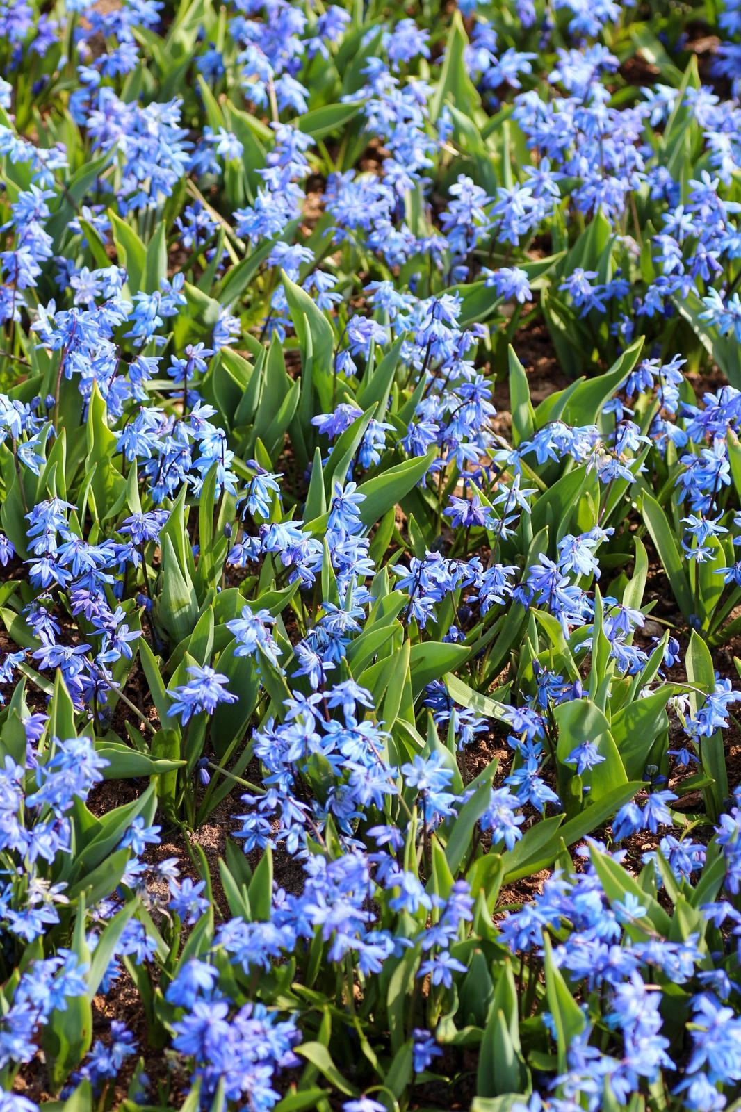 Scilla siberica 7/8