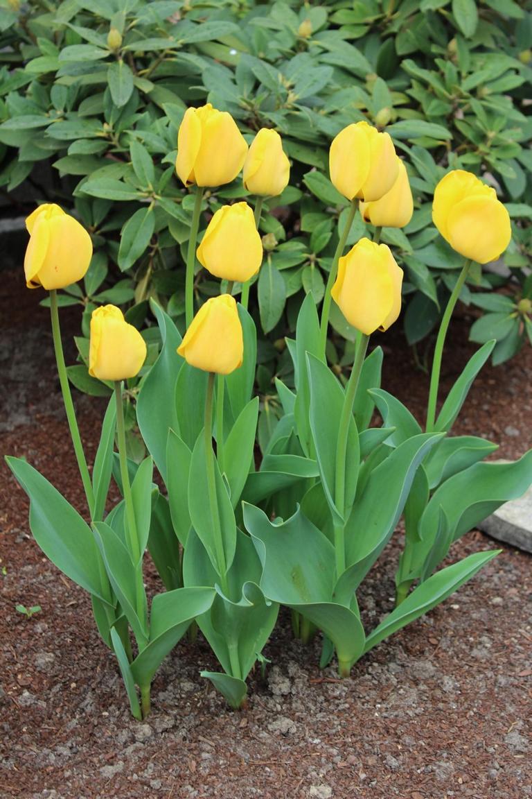 Tulipa Golden Apeldoorn 12/+