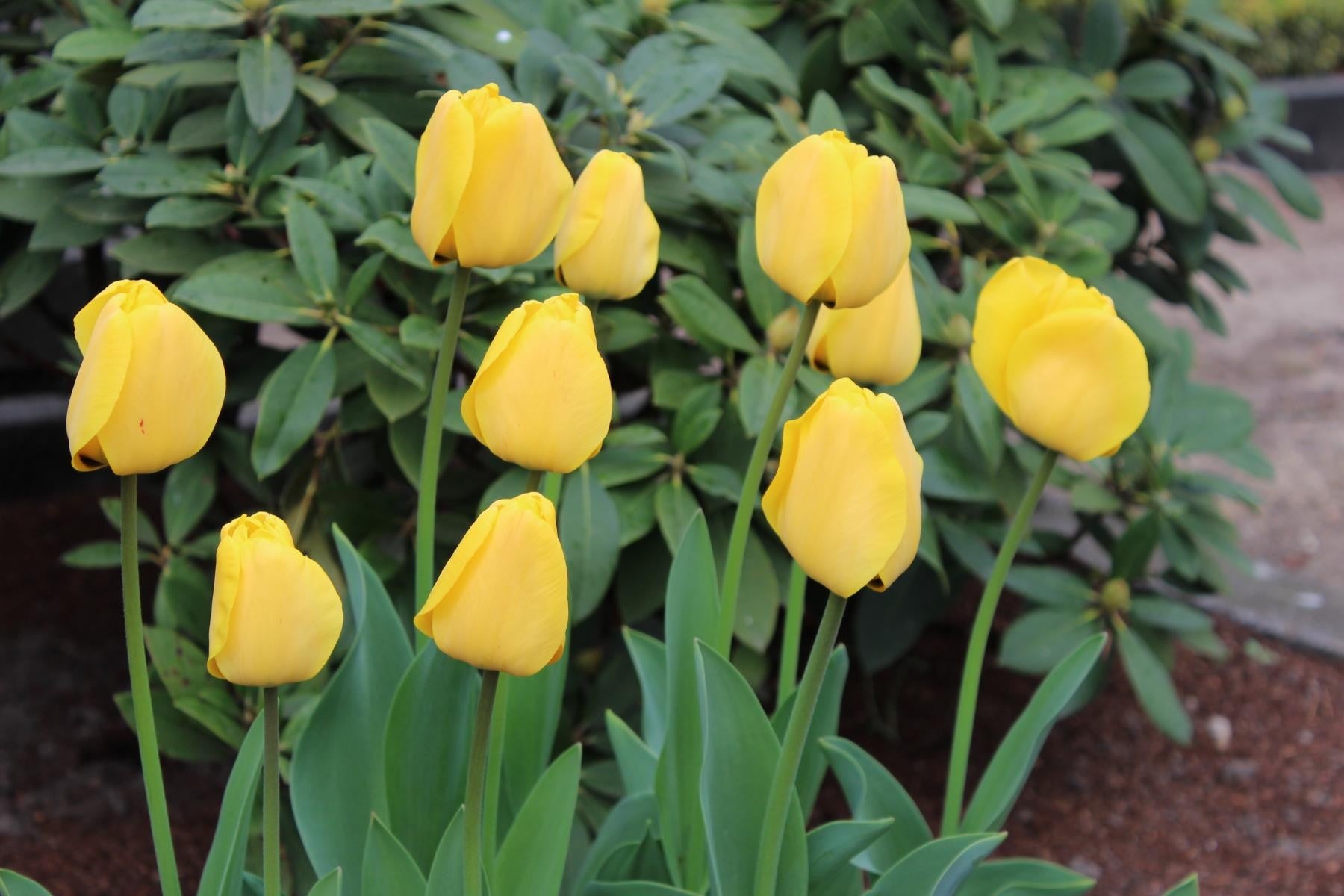 Tulipa Golden Apeldoorn 12/+