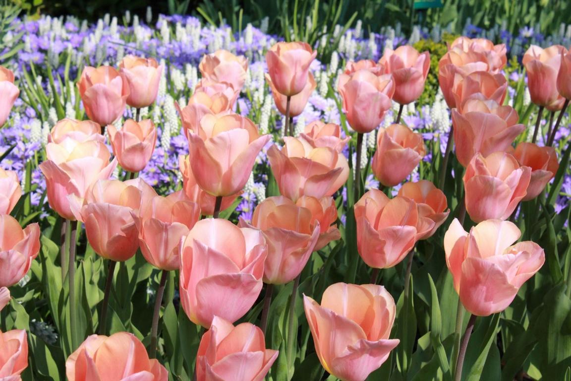 Tulipa 'Apricot Beauty'