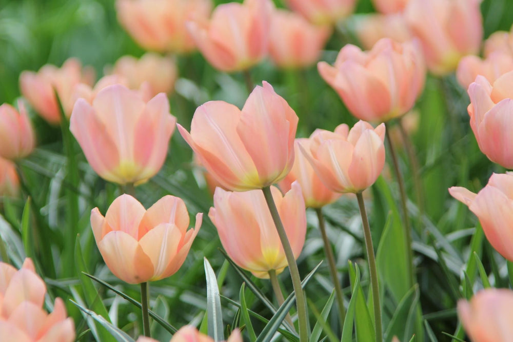 Tulipa Apricot Beauty 11/12