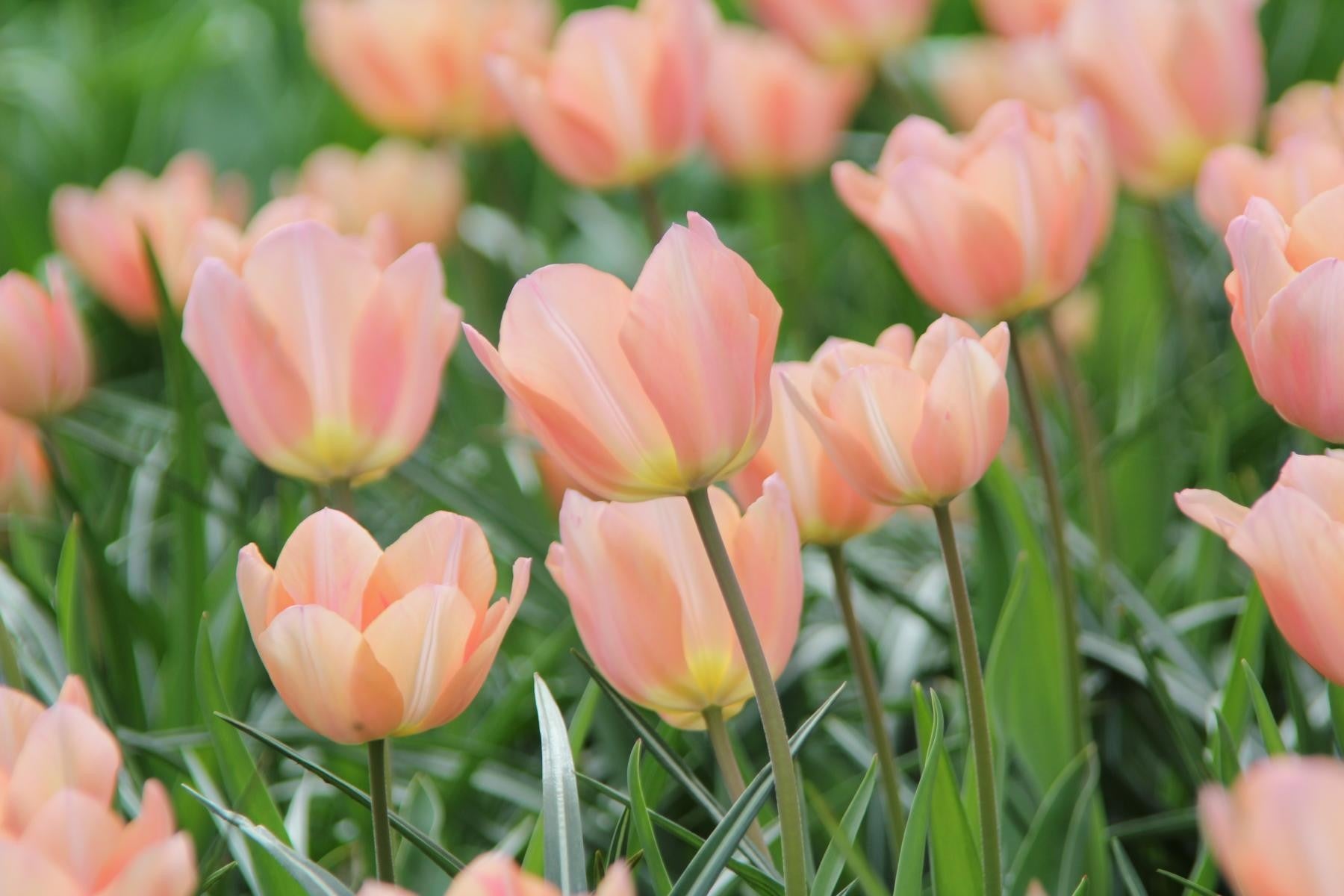 Tulipa Apricot Beauty 11/12