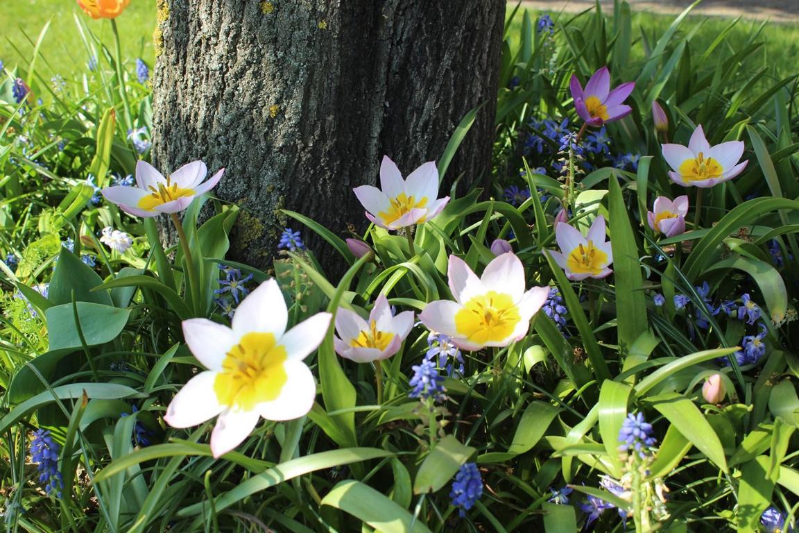 Tulipa bakeri 'Lilac Wonder'