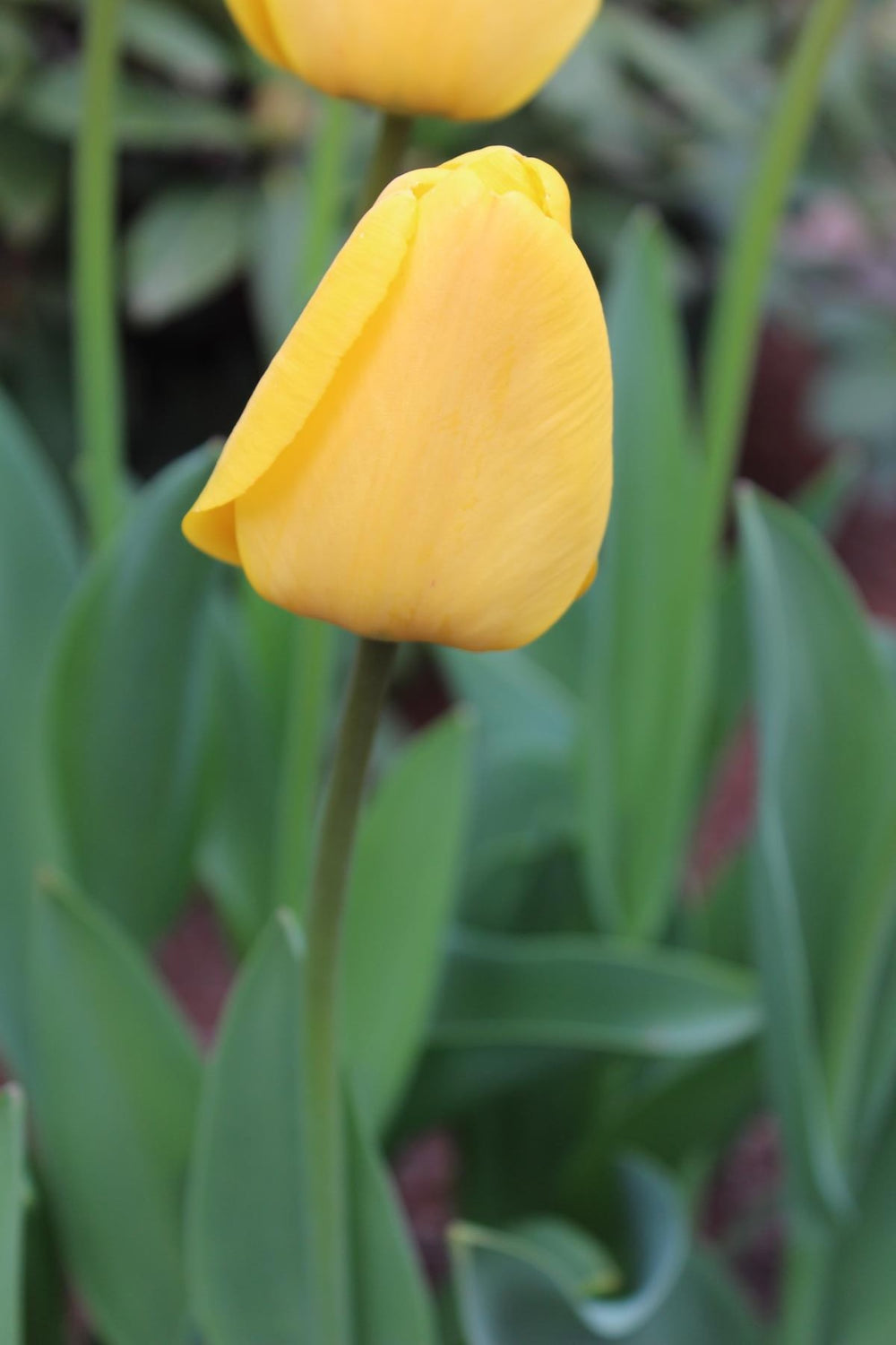 Tulipa 'Golden Apeldoorn'