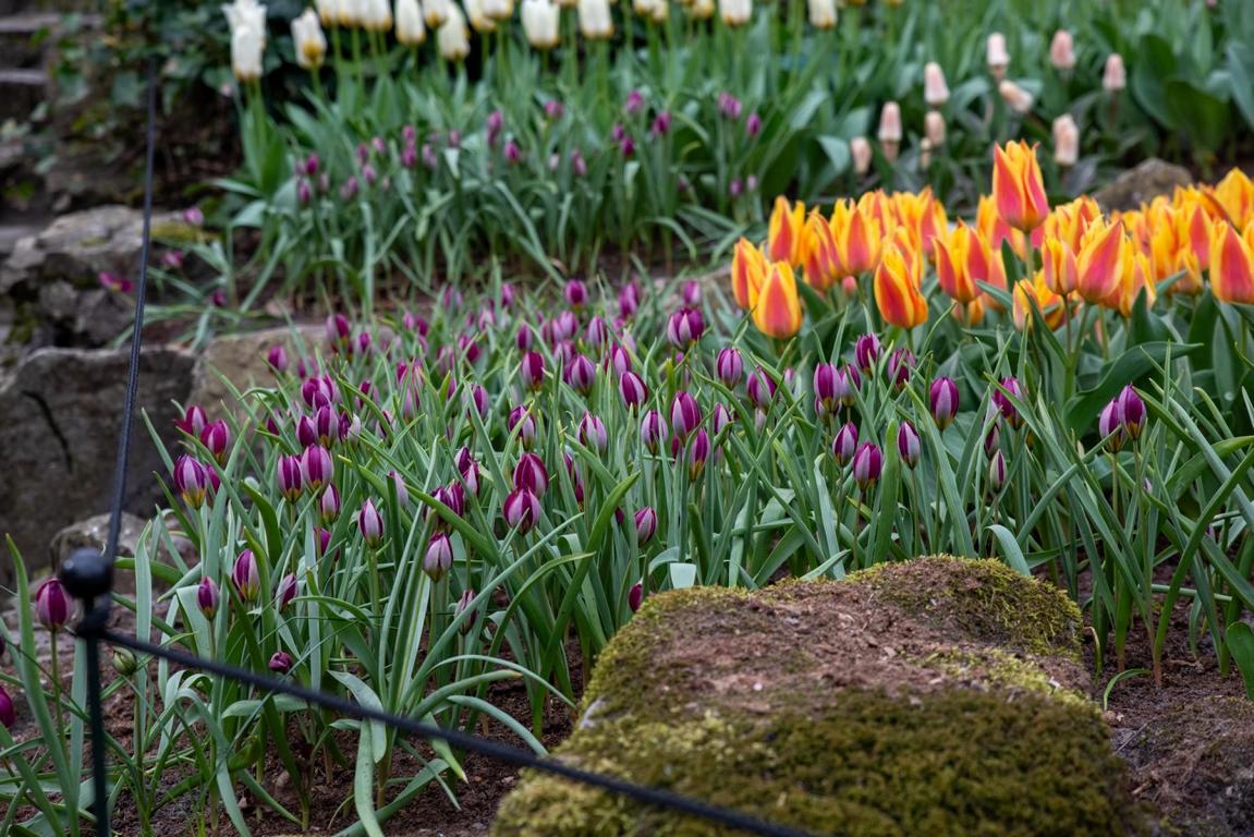 Tulipa humilis 'Persian Pearl'