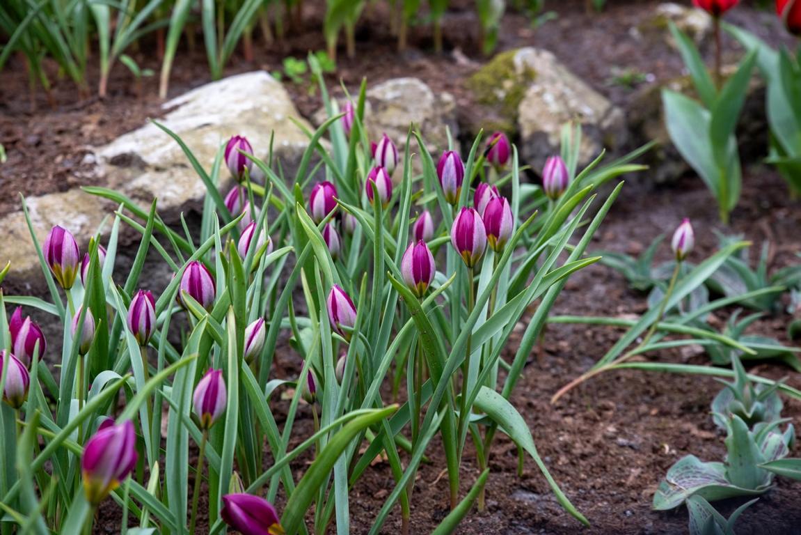 Tulipa humilis 'Persian Pearl'