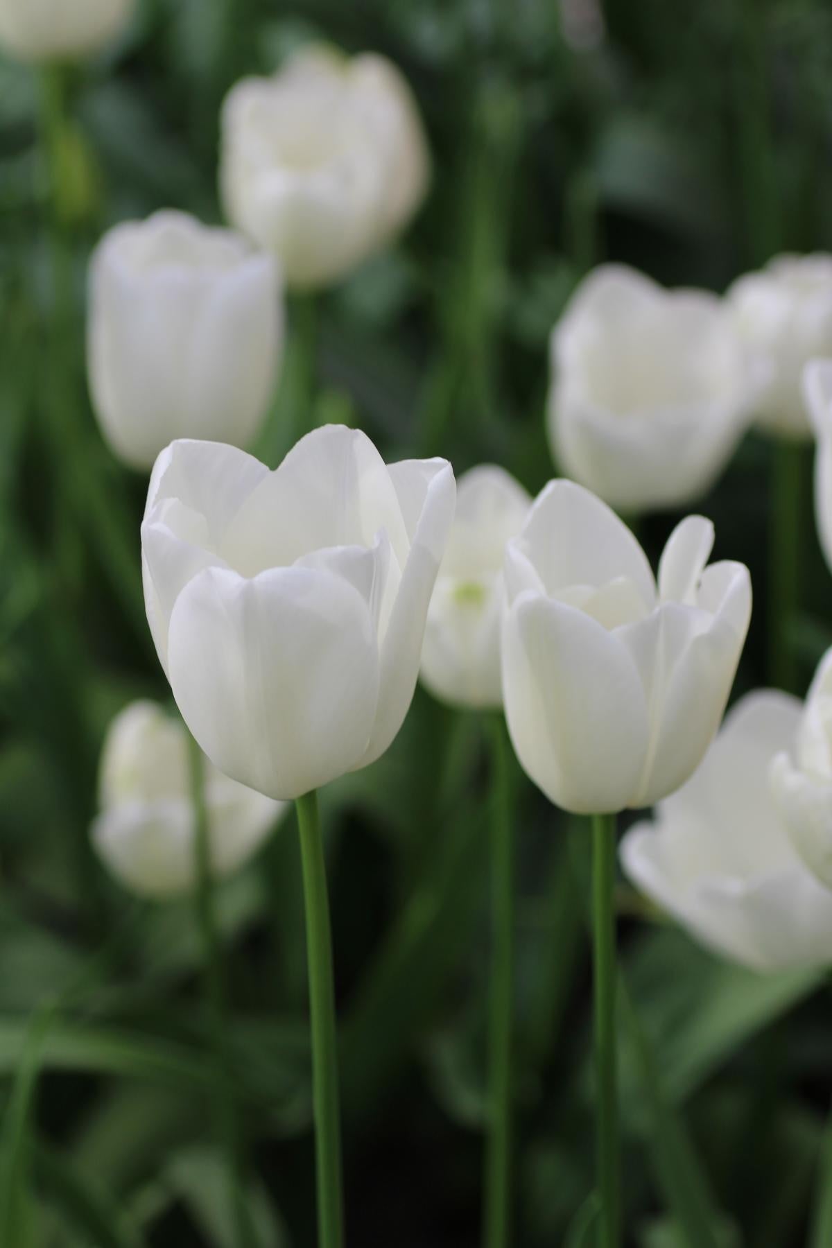 Tulipa Maureen 12/+