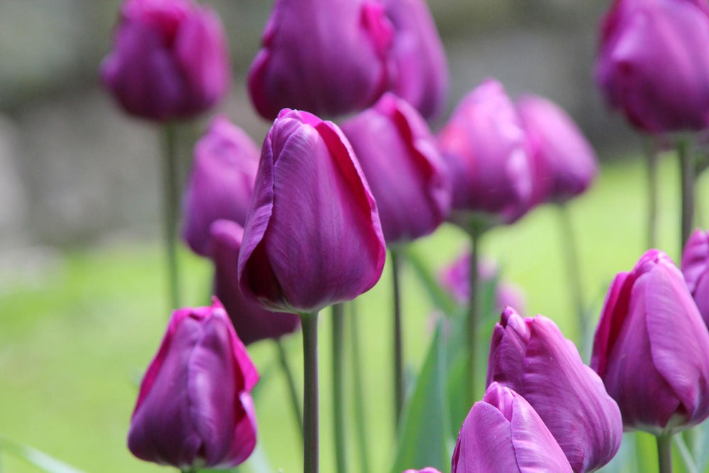 Tulipa Negrita 12/+