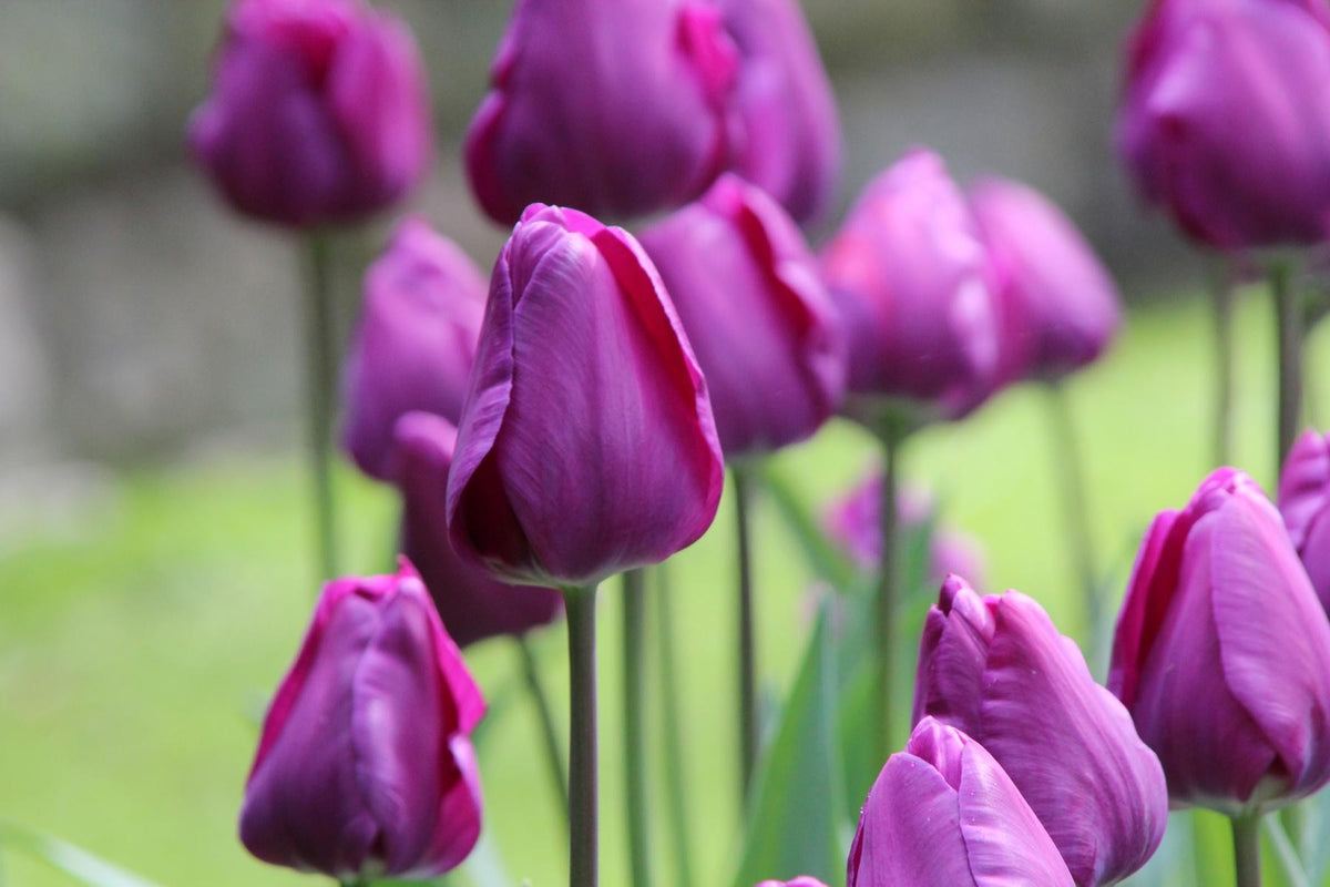 Tulipa Negrita 12/+