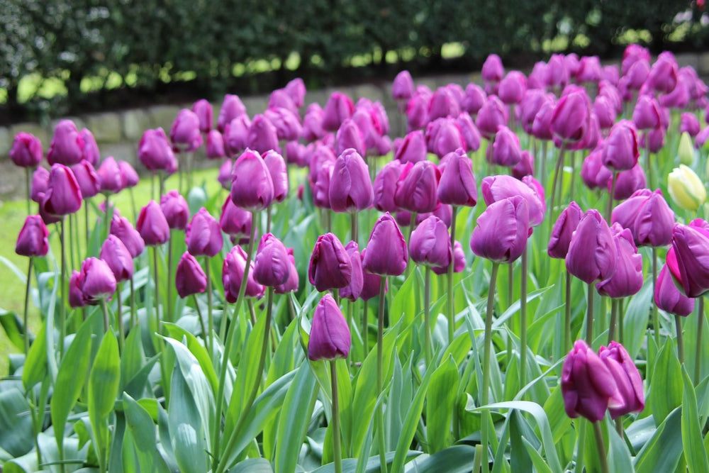 Tulipa Negrita 12/+