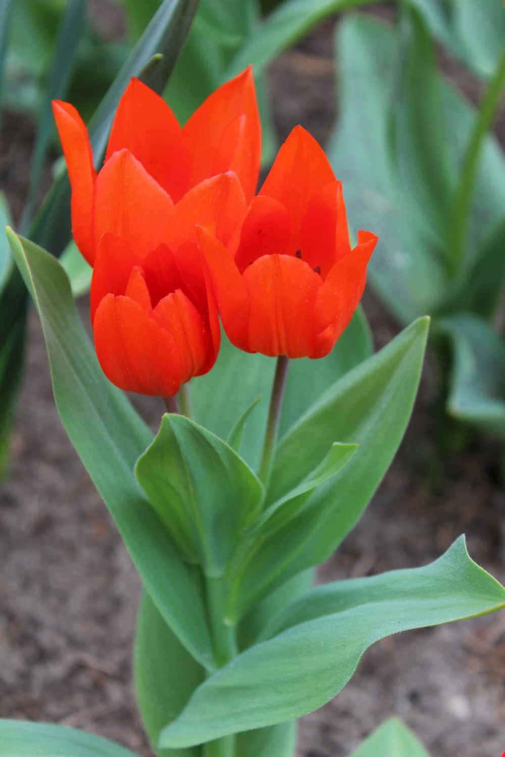 Tulipa praestans Fusilier 12/+
