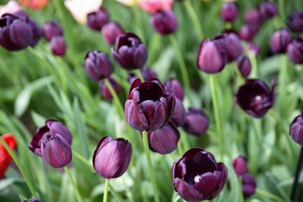 Tulipa Queen of Night 12/+