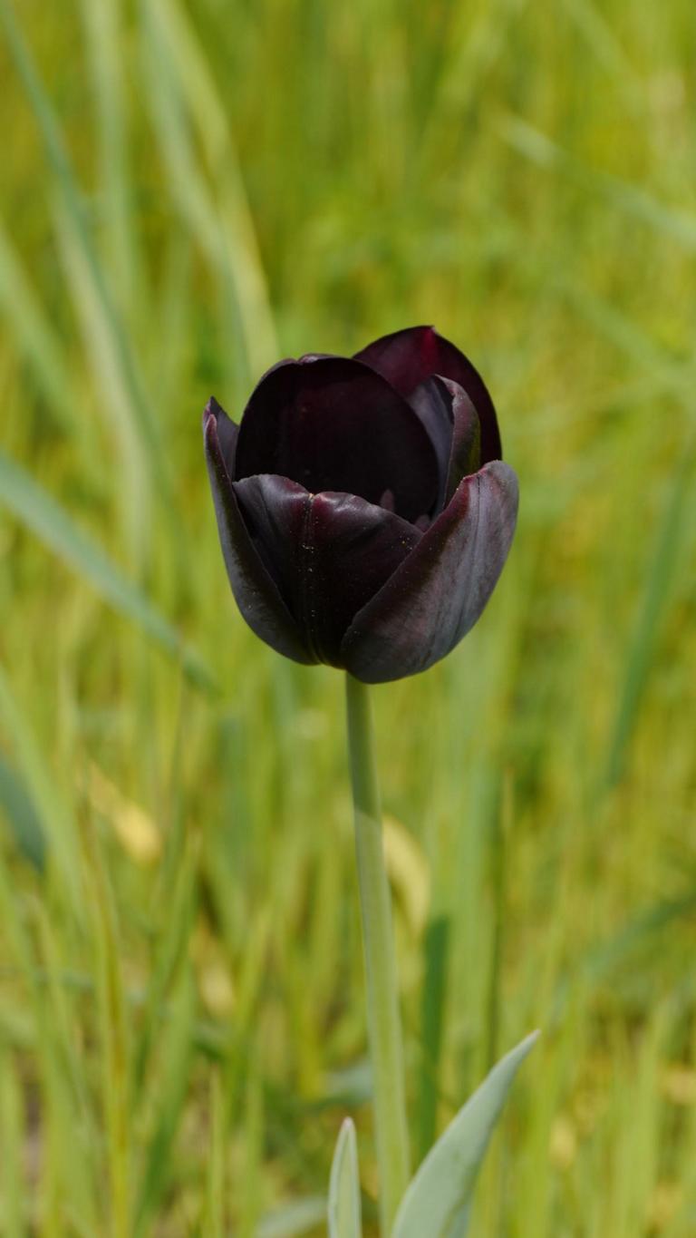 Tulipa 'Queen of Night'