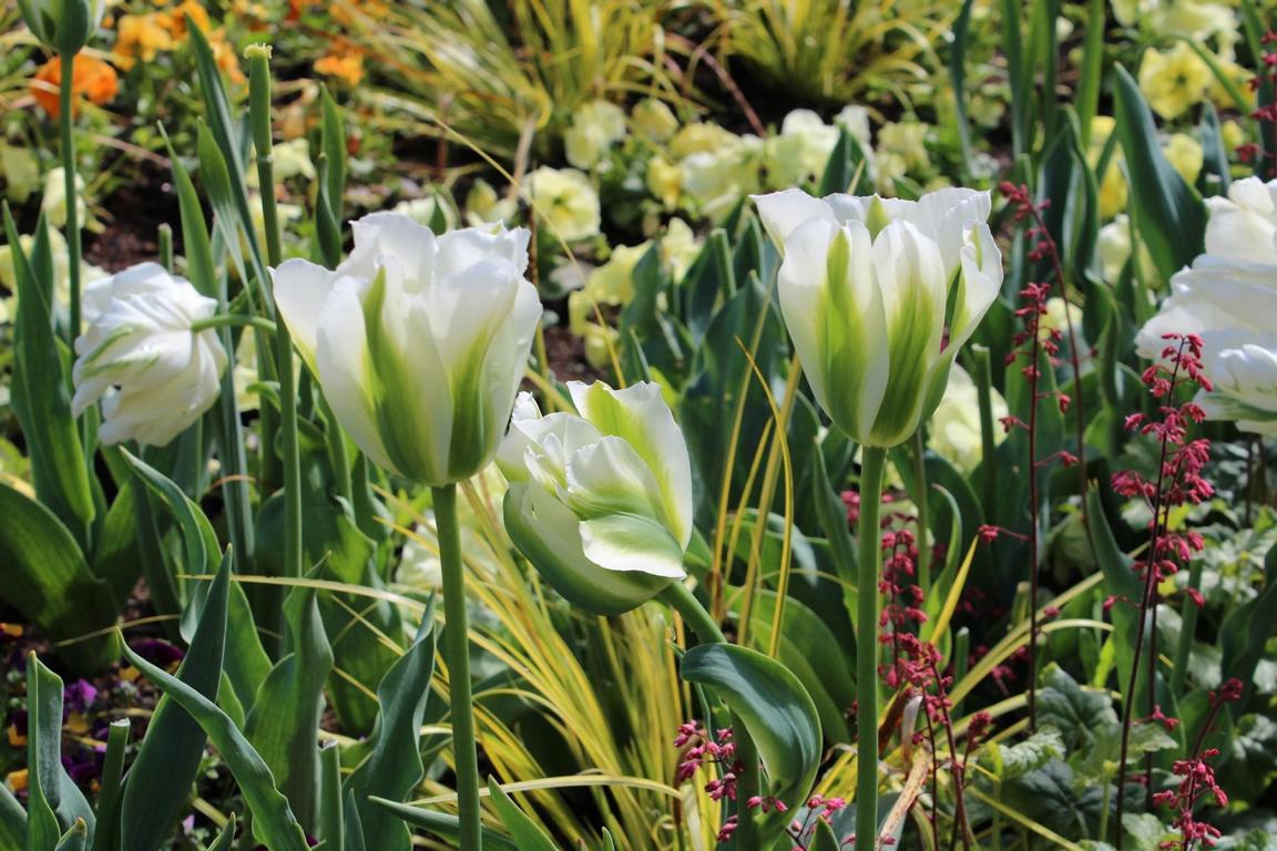 Tulipa 'Spring Green'