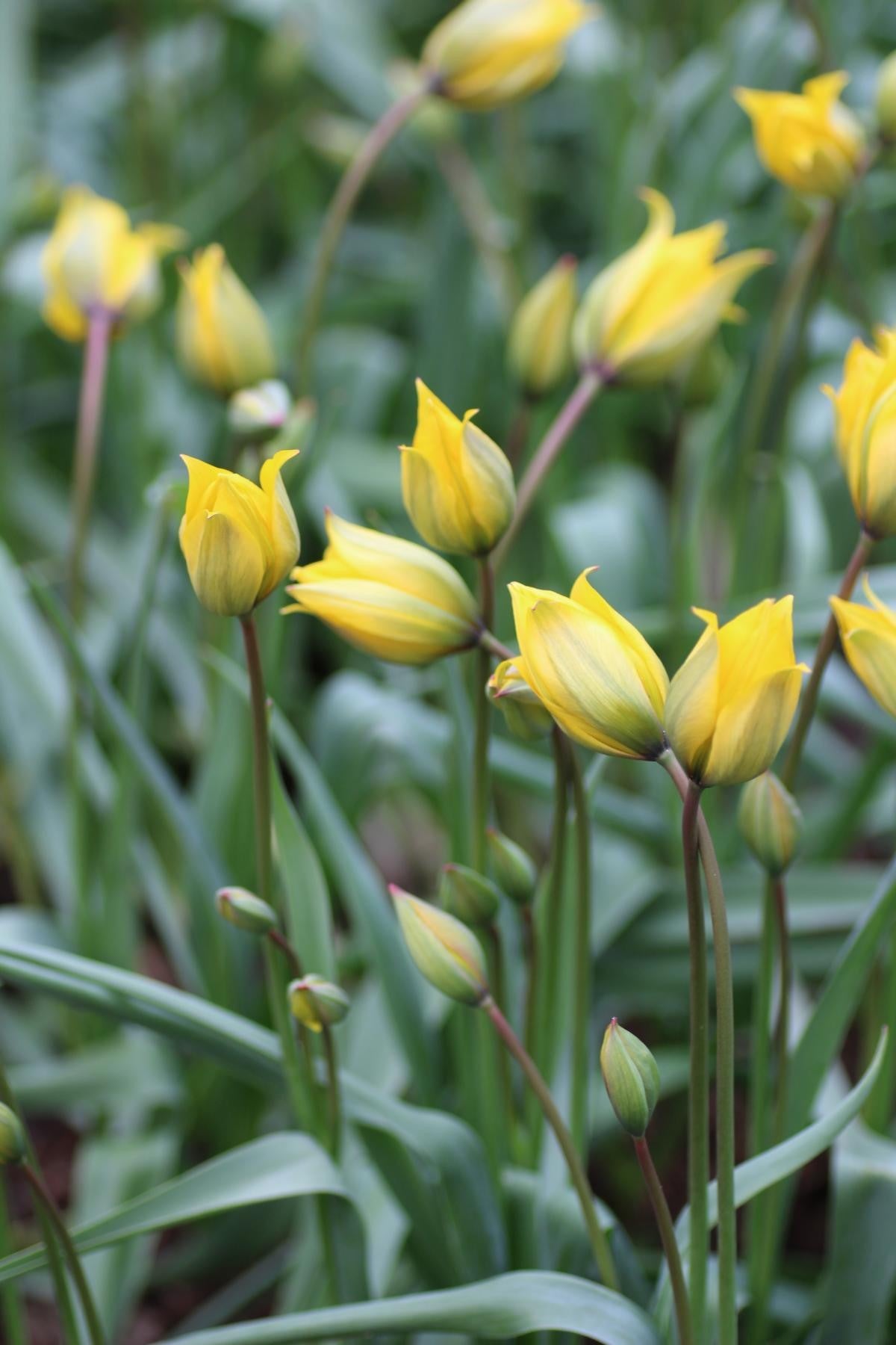 Tulipa sylvestris 5/+