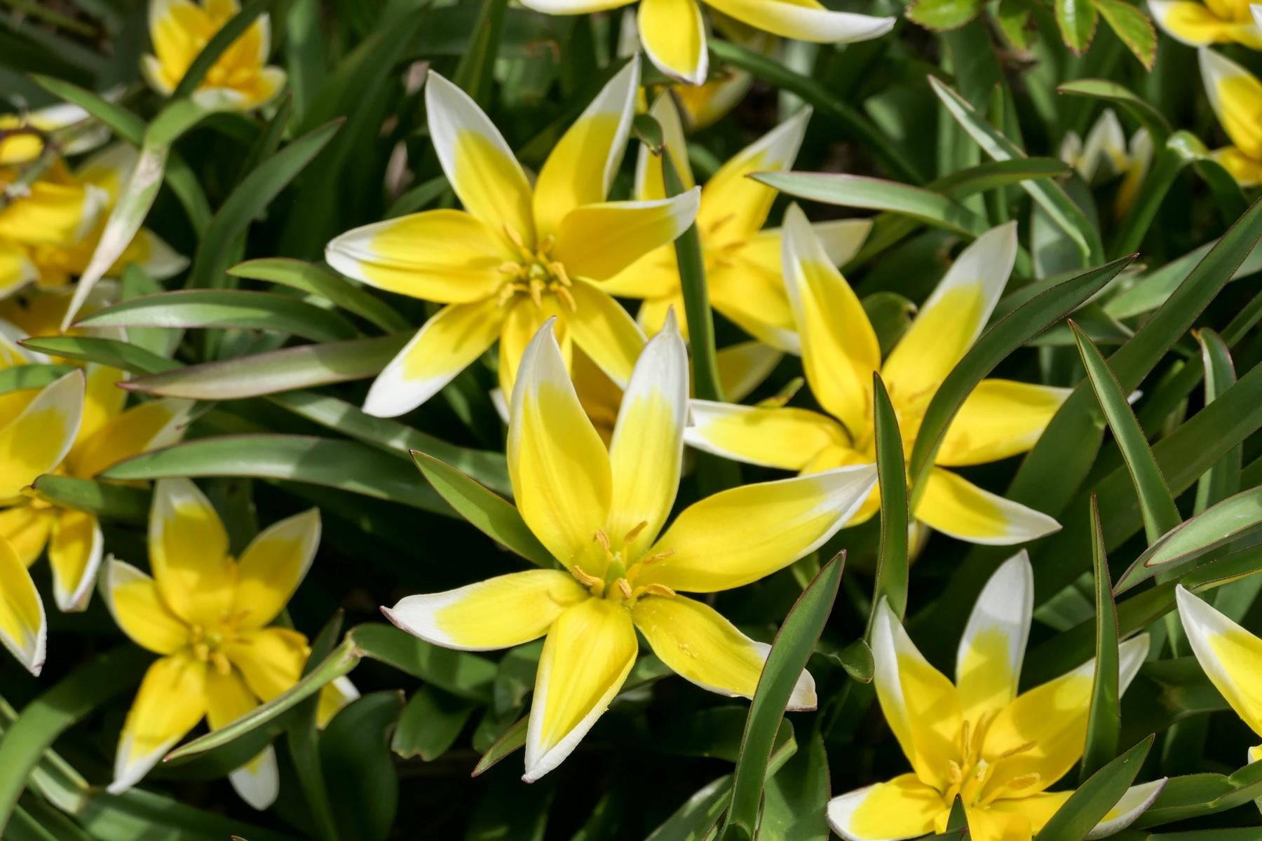 Tulipa tarda 6/+