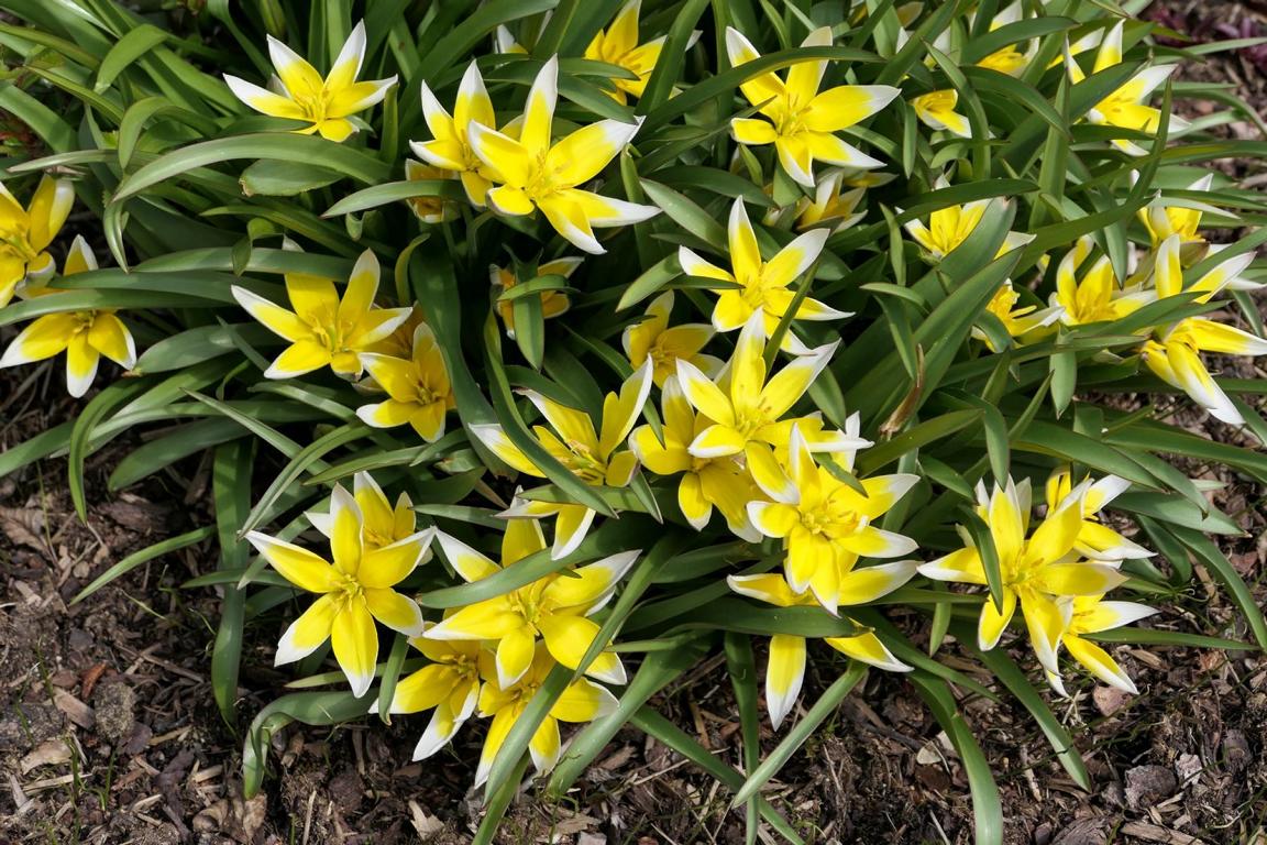 Tulipa tarda 6/+
